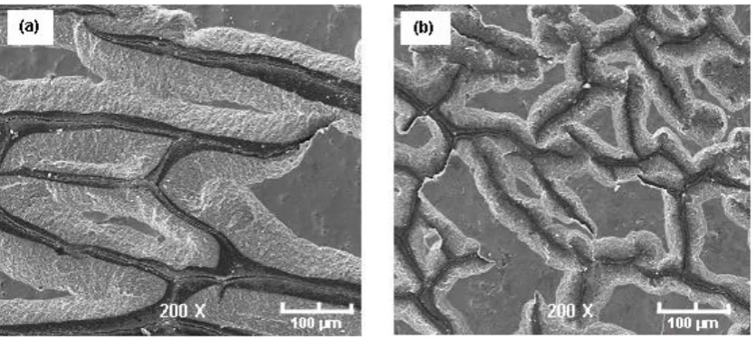 Figure 10 SEM images of MEA without purging after 10 freeze-thaw cycles between 20 and −30 ˚C (a) anode (b) cathode (Reproduced from [267] with permission)   