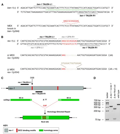 Figure 3 Targeted HDR and NHEJ to obtain insertions and deletions of DCC binding motifs close to and relatively far from the DSB site