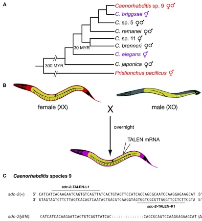 Figure 5 Genome editing in male/female species. (A) Evolutionary tree for nematode species spanning 300 MYR, from the male/female free-living strainbeen mated overnight