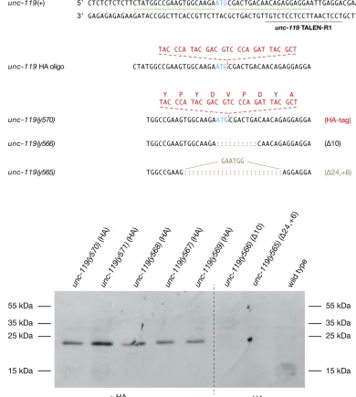 Figure 6 Genome editing inthe ATG translation start codon (blue) and the TALE recognition sequences within P