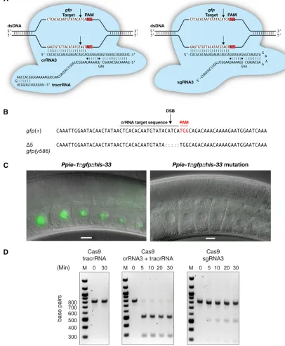 Figure 7 Heritable, RNA-targeted gene disruption in the C. elegans germline using CRISPR/Cas9