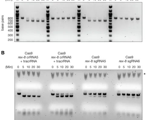 Figure S4   in vitro DNA cleavage assays comparing the eﬀectiveness of Cas9-crRNA: tracrRNA and Cas9-sgRNA complexes