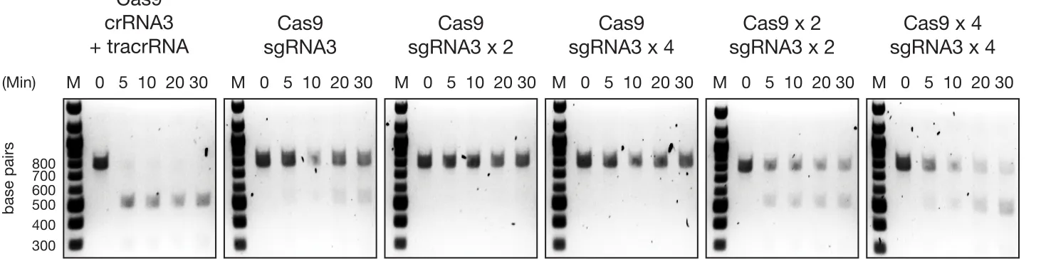 Figure S5   Eﬀect of Cas9 protein and sgRNA concentration on DNA cleavage eﬃciency in vitro