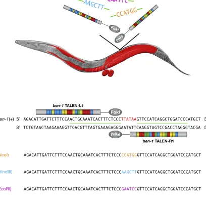 Figure 1 Precise, targeted DNA insertions mediated by homology-directed repair of TALEN-induced DSBs