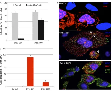 FIG. 1. EV11-207 but not EV11-207R requires DAF for binding and infection. (A) Polarized Caco-2 monolayers were exposed to anti-DAFMAb at 4°C for 1 h