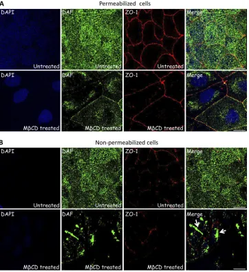 FIG. 3. M�left untreated or treated with 5 mM Mstained with anti-ZO-1 MAb (red), anti-DAF PAb (green), and DAPI (blue)