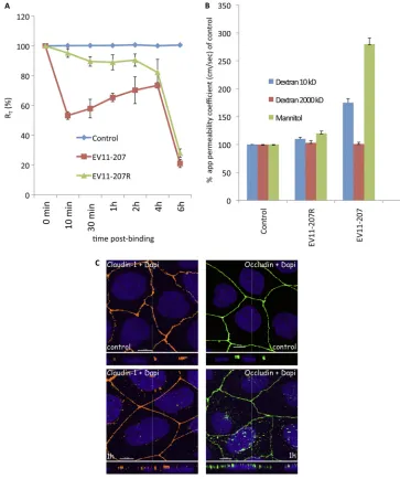FIG. 8. EV11-207 entry leads to a decrease of transepithelial resistance (RT) and an increase of the paracellular permeability of Caco-2monolayers