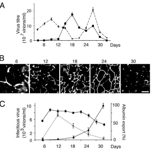 FIG. 2. Kinetics of infectious viral export. (A) Congenitally in-fected PDHs were cultured for 30 days