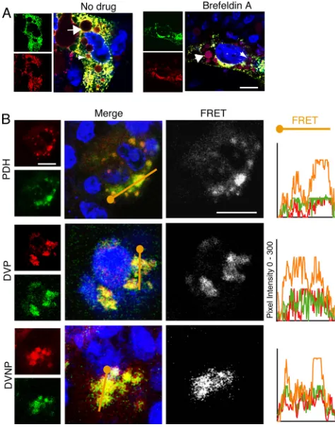 FIG. 5. Virus trafﬁcs with transferrin in polarized hepatocytes. (A) DHBV-infected polarized PDHs (parts A and B) and DVP cells (parts Cand D) and nonpolarized DVNP cells (parts E and F) were exposed to exogenous transferrin (red)