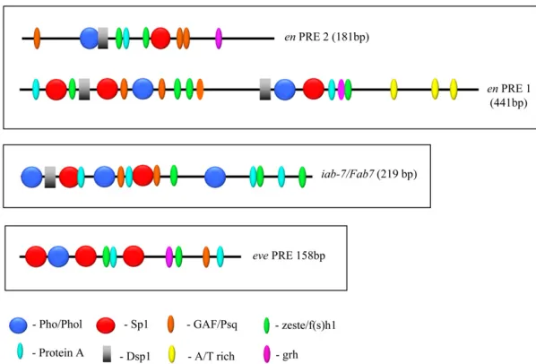 Figure 7 Comparison of the order and spatial arrange-ment of consensus-factor-binding sites in en, eve, andiab-7/Fab7 PREs