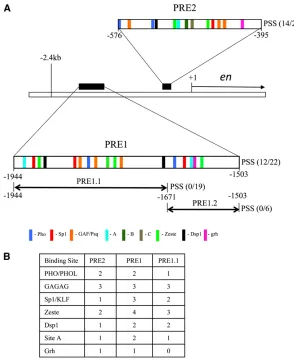 Figure 1 Predicted binding sites in PRE1 and PRE 2. (A) Aschematic drawing of the genomic region of theshowing thePREs, PRE1 and PRE2 (DeVidoshown as an enlargement with predicted binding sites/consensus sequences represented by color-coded bars us-ing the