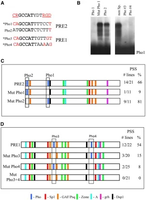Figure 3c oligo and Pho3 and Pho4, respectively.(C and D) Schematic of the predicted binding factor sitesin PRE1 and PRE2, respectively