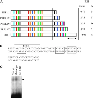 Figure 4 PRE1 requires an AT-rich region for full activity.preceding bases no longer compete with the gel shift(A) Set of constructs made of PRE1