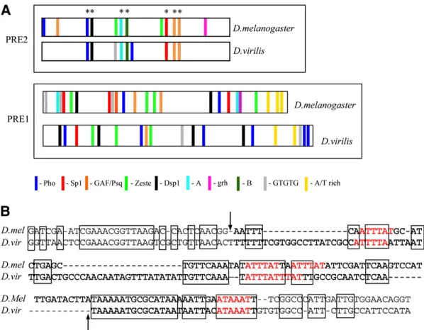 Figure 5 Comparison of predicted binding sites betweensequences (highlighted in red), and boldface indicates themost AT-rich part of the sequence: 72% (83/113 bases)and 77% (111/144 bases) AT richness forandAT-rich sequence of PRE1; extra bases on either s