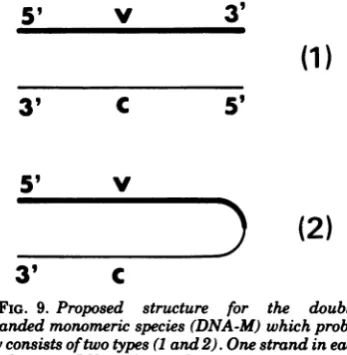 FIG. 9.complementarycovalentlystrandedduplexbly Proposedstructureforthedouble- monomeric species (DNA-M) which proba- consists oftwo types (I and 2)