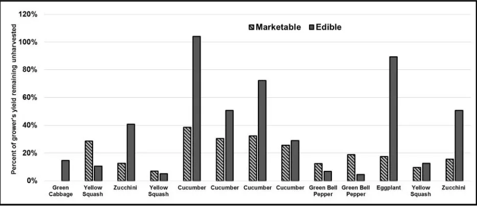 Figure 2.2. The marketable and edible crops that were left in the field after the primary harvest