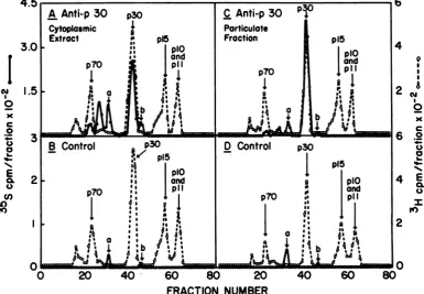 FIG. 4.portions200PF5medium,labeled pg SDS-PAGE of immune precipitates from the CE and the PF of long-term-labeled cells