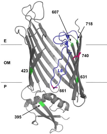 Figure 2 Structural model of BamA mutations. BamA mutation positionsbwell resolved in the FhaC structure, so Clantina polyalanine chain