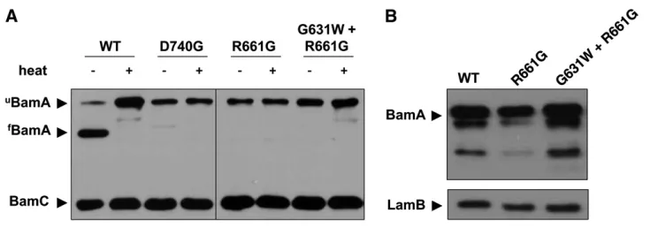 Figure 4 BamA folding and stability inlower apparent molecular weight thantheWhole-cell extracts were prepared usingstationary-phase (overnight) cultures ofthe indicated strains