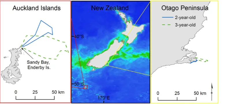 Figure 1. Study sites, with chlorophyll a concentration and juvenile female New Zealand sea lion satellite tracks