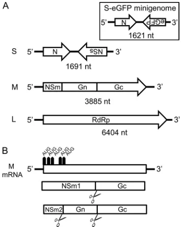 FIG. 1. RVFV genome organization and expression strategy of theM genome segment. (A) Schematic representation of the RVFV small