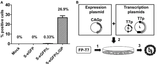 FIG. 3. Production of RRPs by the three-plasmid system. (A) BHK cells were infected with FP-T7 and subsequently remained untreated(mock) or were transfected with plasmid pUC57-S-eGFP (S-eGFP) only, in combination with plasmid pUC57-L encoding the RVFV L genome