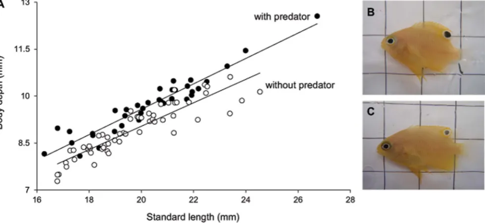 Figure 1 | Comparison of depth to length ratio. The relationship between standard length (SL) and body depth (BD) of P