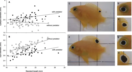 Figure 2 |standard length and eye diameter (B) in presence and absence of predators. All prey fish exposed to predator cues over a 6 week period hadsignificantly larger eyespots (F,H) and smaller eyes (F,G) than fish from the control treatments (C–E)