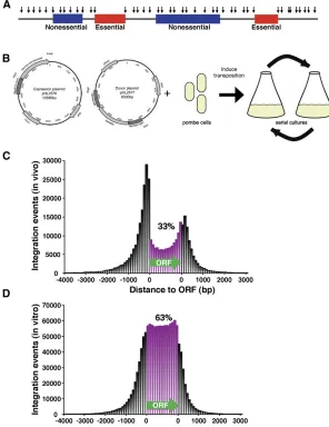 Figure 1 Integration pro360,513 independent insertions. (A) With integration pro-ﬁmany fewer insertions than genes that are not required forpropagation