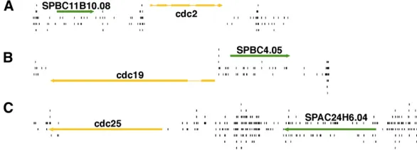 Figure 4 Essential genes accumulated far fewer insertionsthan nonessential genes. The Hermes insertions (black) areshown in regions encoding the essential genes (yellow)cdc2 (A), cdc19 (B), and cdc25 (C)