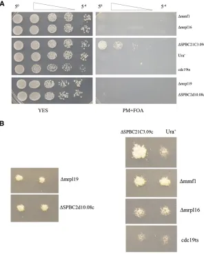 Figure 6 Essential genes important for mitochondrial(Ura+). (A) Serialonto rich medium (left panel) and onto medium contain-ing 5-FOA (right panel)