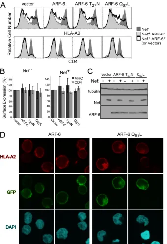 FIG. 2. ARF-1 but not ARF-6 activity is required for Nef-dependent HLA-A2 and CD4 downmodulation in T cell lines