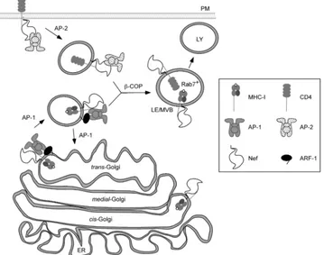 FIG. 8. Model of Nef-dependent CD4 and MHC-I trafﬁcking. LY, lysosome; LE, late endosome; MVB, multivesicular body; ER, endoplasmicreticulum; PM, plasma membrane.