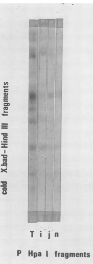 FIG. 9.DNAofdouble-digestments fragmented, Hybridization of 32P-labeled Hpa-1 frag- ofHSV-1 DNA to unlabeled X