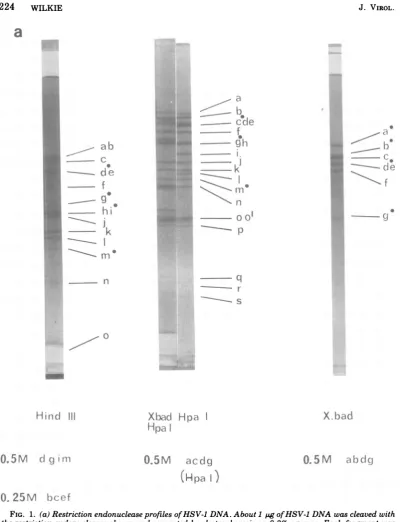 FIG.1.assignedtheclasses,labeledTerminal (a) Restriction endonuclease profiles ofHSV-1 DNA