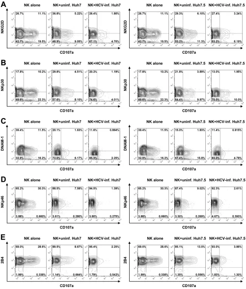 FIG. 8. Correlation of activating receptor downregulation with reduced degranulation. Primary human NK cells were preincubated withuninfected or HCV-infected Huh7 or Huh7.5 cells for 18 h and cocultured with K562 cells at a 1:1 ratio for 4 h