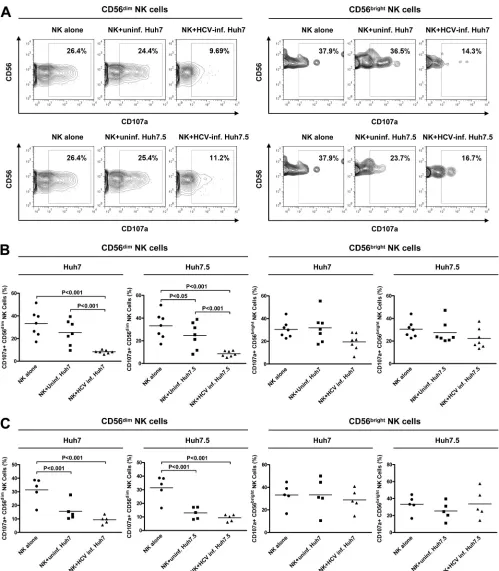 FIG. 3. Decreased degranulation of CD56dimHCV-infected cells in the presence of 50 ng/ml IL-12 for 18 h