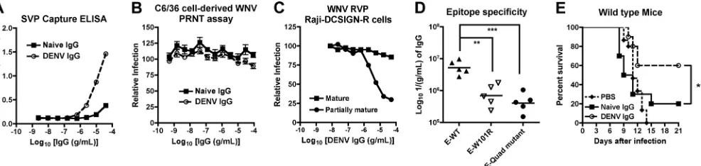 FIG. 8. Functional activity in vitroused to detect binding of naive or DENV-2-immune polyclonal IgG to WNV SVP