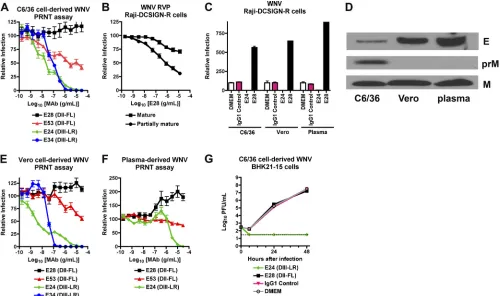 FIG. 1. Neutralizing activity of MAbs in cell culture against different preparations of WNV