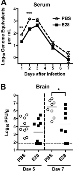 FIG. 2. Protective effect of E28 MAb in mice. (A) WNV burden inthe serum of 5-week-old wild-type C57BL/6 mice that were adminis-
