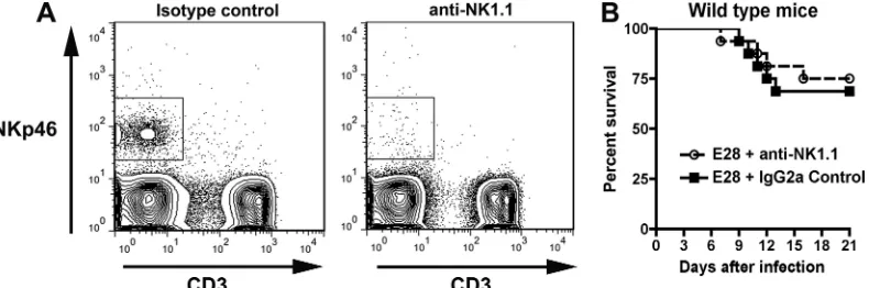 FIG. 5. Protective effect of E28 MAb in RAG1shows the WNV burden in the serum of 8- to 12-week-old congenicRAG1isotype control MAb via the intraperitoneal route 1 day prior to WNVinfection (C6/36 cell derived; 1 PFU) via the subcutaneous route