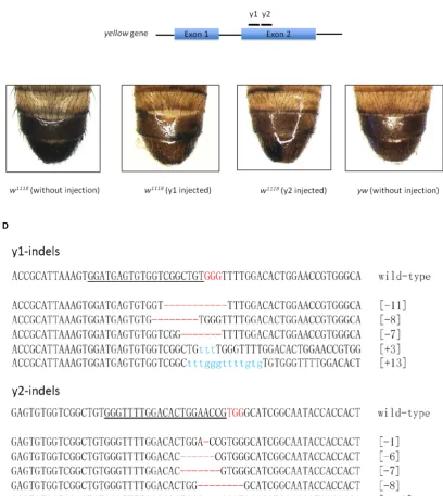 Fig S1   Targeted indel mutations mediated by Cas9/gRNA at the the PCR products from Fof Cas9/gRNA-induced each sequence (+, insertion; -, deletion)