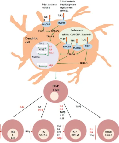 Figure 1. Toll-like receptors in Multiple Sclerosis. Ligation of TLR2 and TLR4 induces the production of IL1, IL6 and IL12, which induce the differentiation of naïve T cells into Th1 and Th17 cells