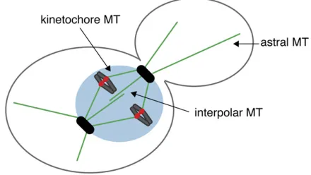 Figure 1 Key structures that mediate chromosome segregation. A car-toon of a budding yeast cell shows three populations of microtubules ingreen (astral, kinetochore, and interpolar) that emanate from the spindlepole bodies (SPBs)