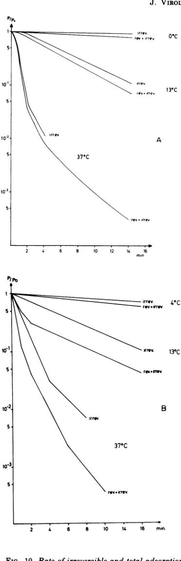 FIG. 10.phageoftheseml coliphage Rate of irreversible and total adsorption Q18 to E. coli 08 (A) and of bacterio- T4 to E