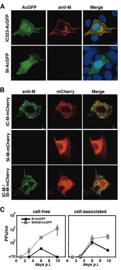 FIG. 4. AcGFP autoﬂuorescence in cells infected with IC323-AcGFP and SI-AcGFP. Vero, CHO/hSLAM, A549/hSLAM, II-18,