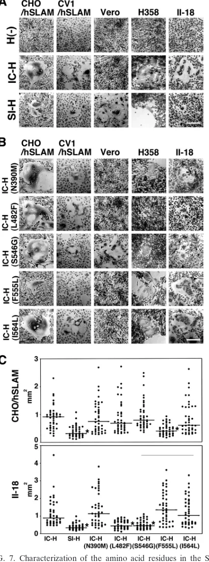 FIG. 7. Characterization of the amino acid residues in the SI-Hprotein that support cell-to-cell fusion in cells expressing SLAM,