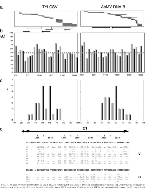 FIG. 4. Overall cytosine methylation of the TYLCSV viral strand and AbMV DNA B complementary strand