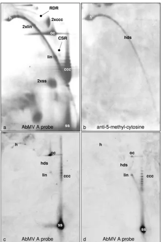 FIG. 6. Positive detection of methylated viral DNA after 2D agarose gel electrophoresis