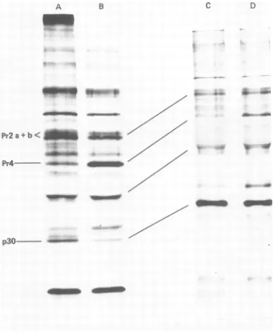 FIG.11.gels;containing1/10Anti-RLVofinfected Cleavage ofPr4 to p30 in RLV-infected JLS-V5 cells and JLS-V16 cells treated with AMD